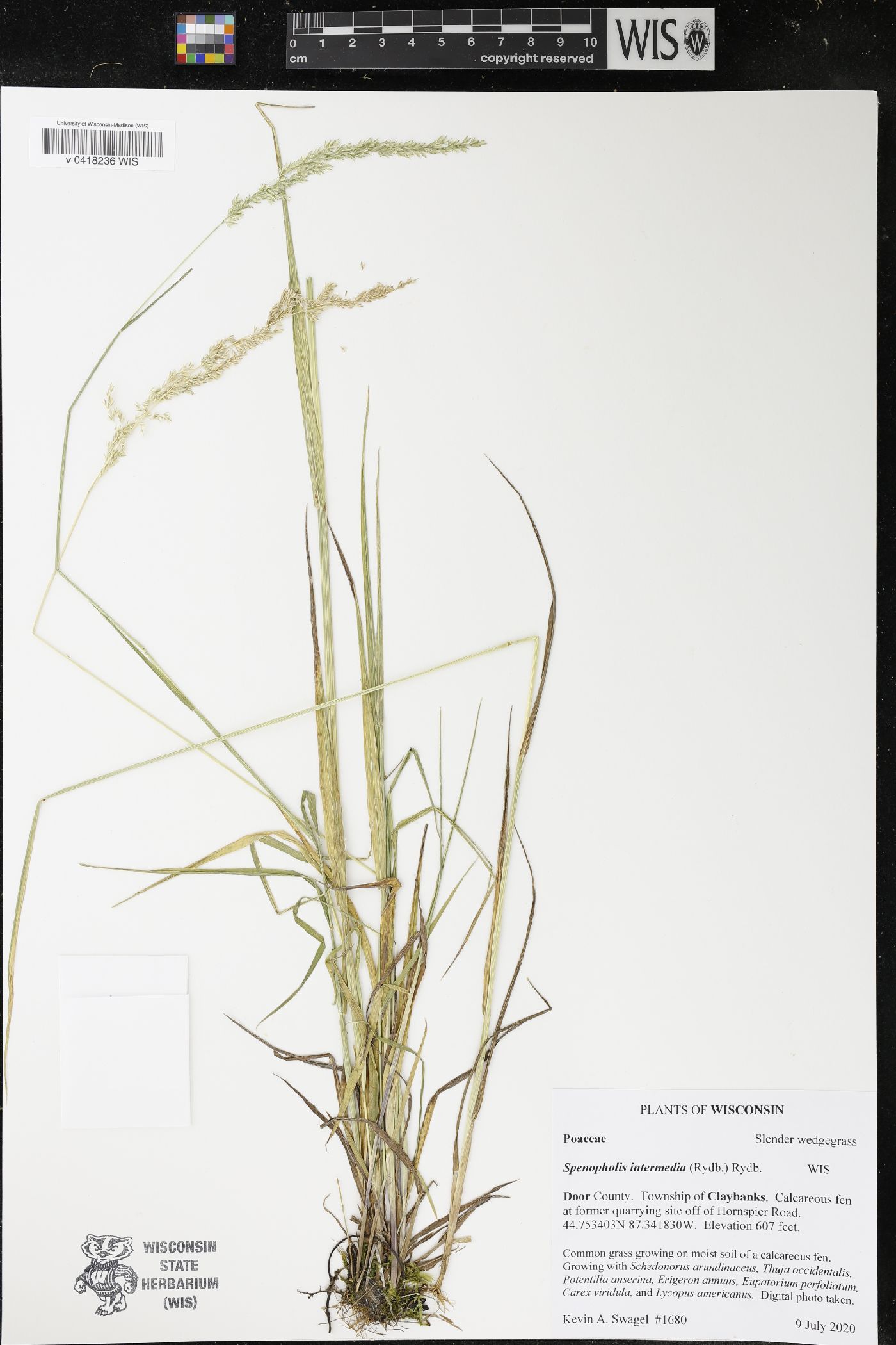 Sphenopholis intermedia image