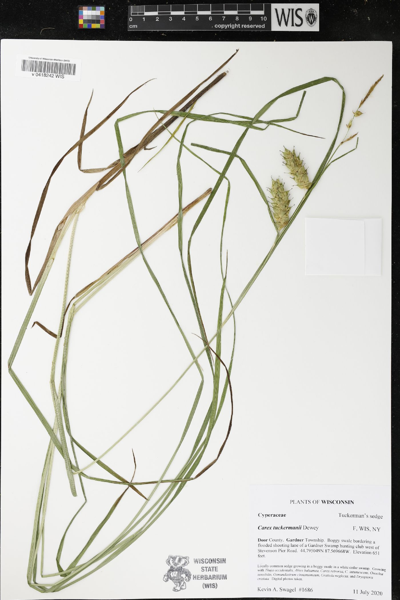Carex tuckermanii image