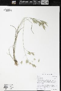 Bromus arvensis image