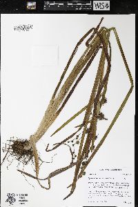 Sparganium eurycarpum image