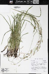 Carex formosa image