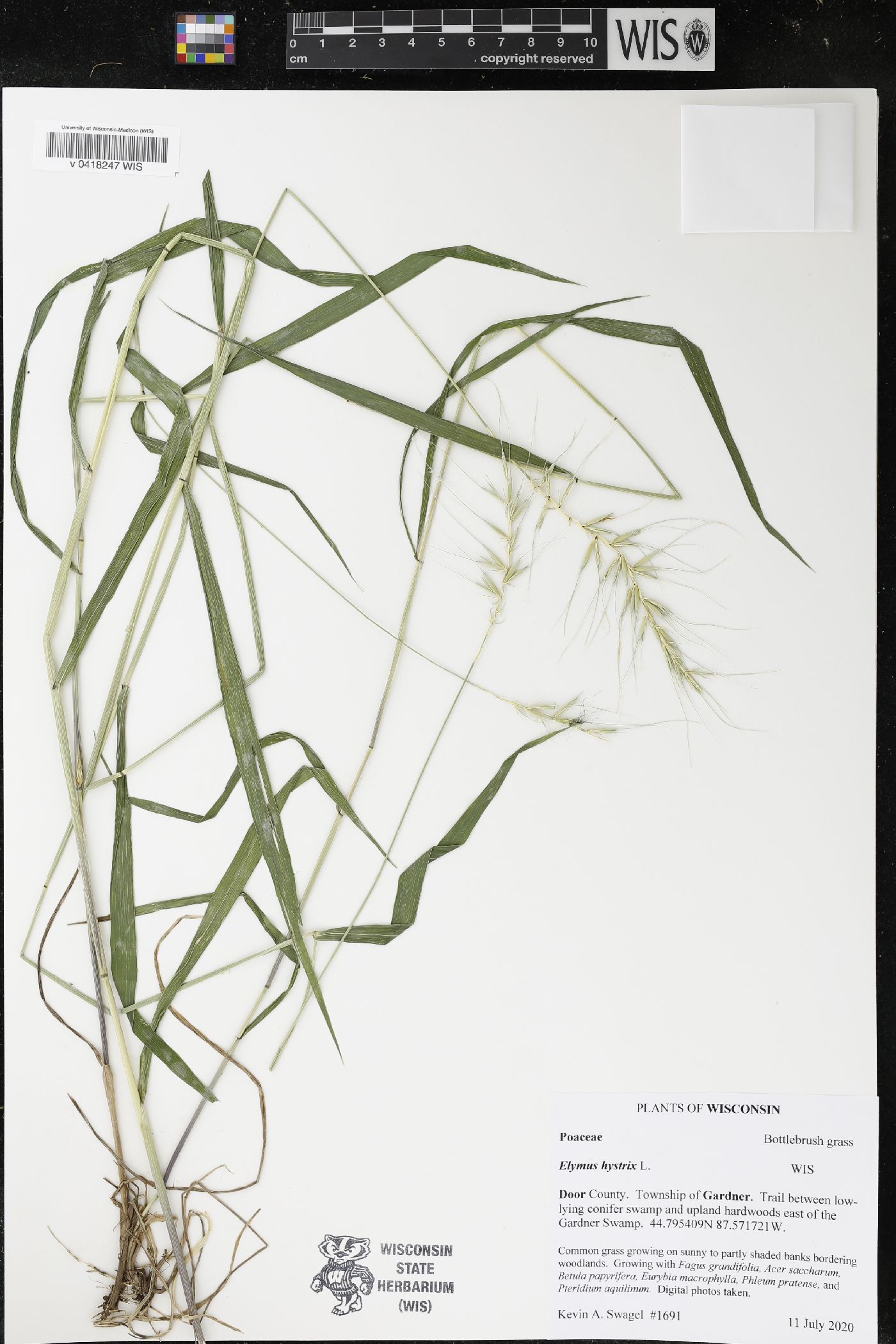 Elymus hystrix image