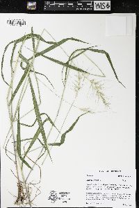 Elymus hystrix image