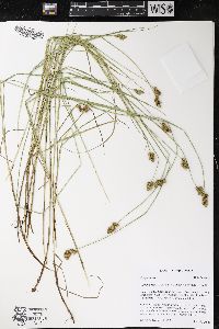 Carex bebbii image