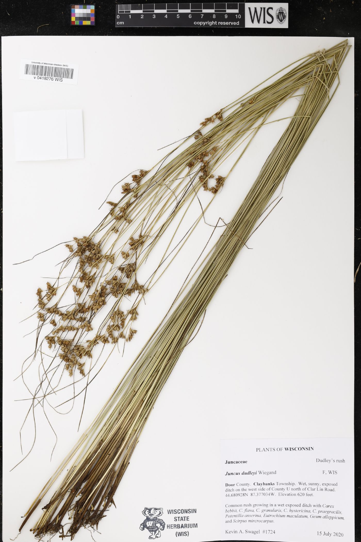 Juncus dudleyi image