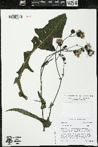 Sonchus arvensis subsp. uliginosus image