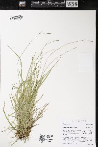 Carex deweyana image