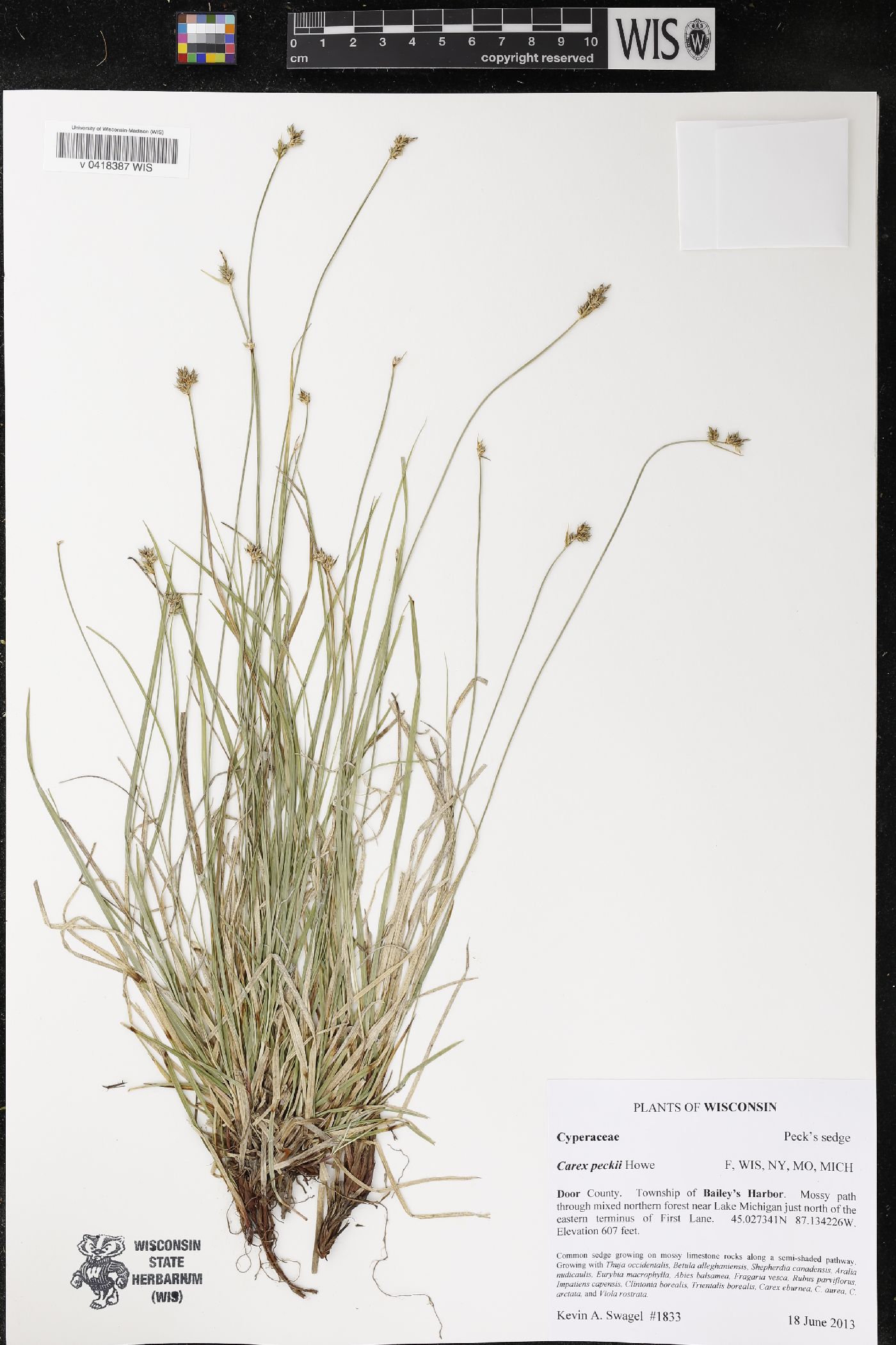 Carex peckii image