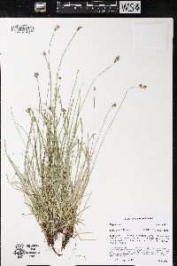 Carex peckii image
