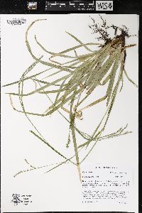 Carex arctata image