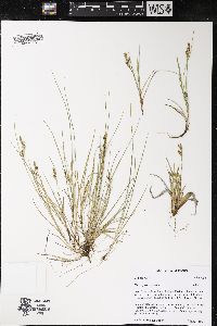 Carex garberi image