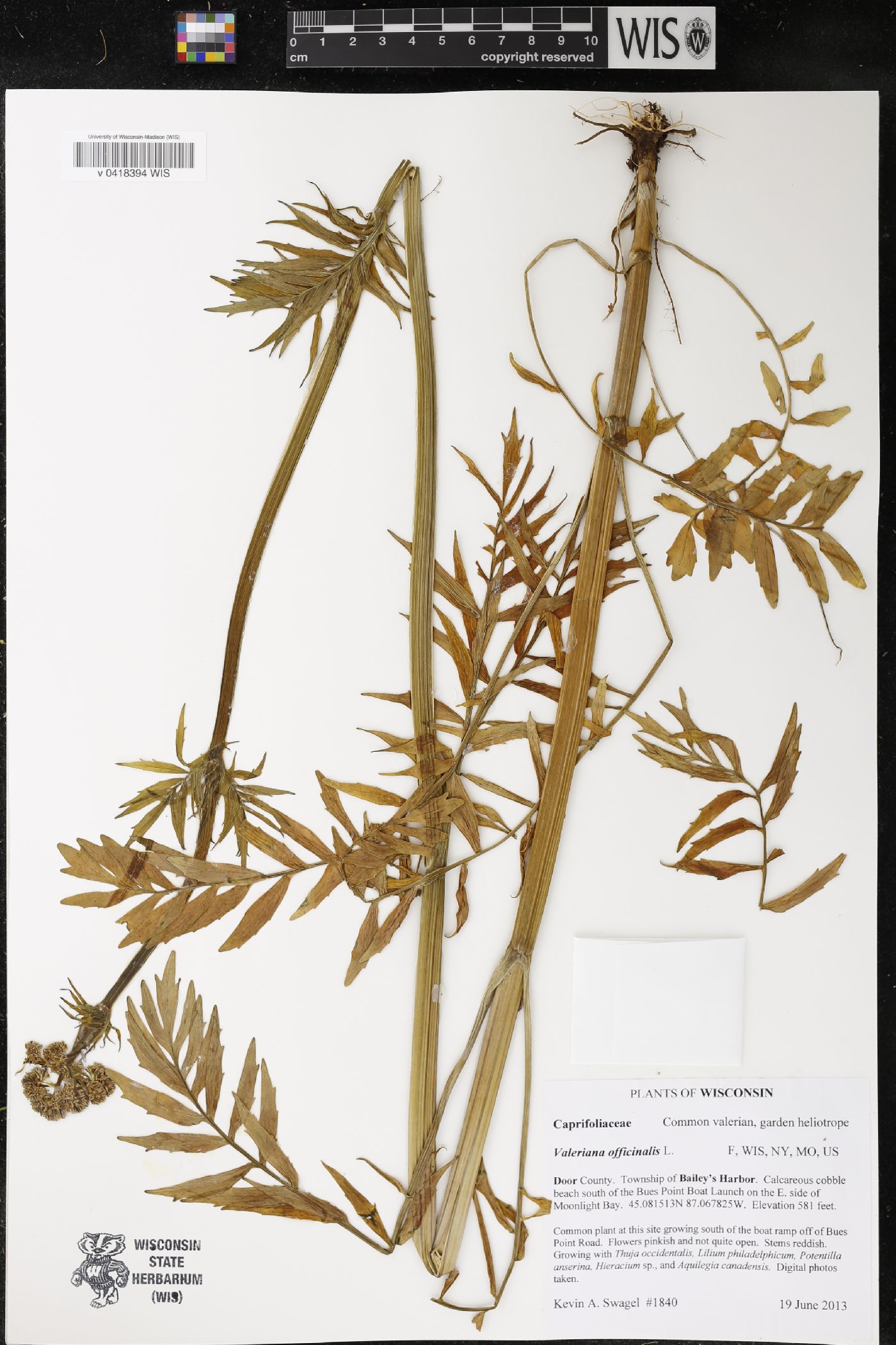 Valeriana officinalis image