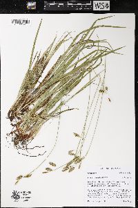 Carex castanea image