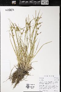 Carex flava image