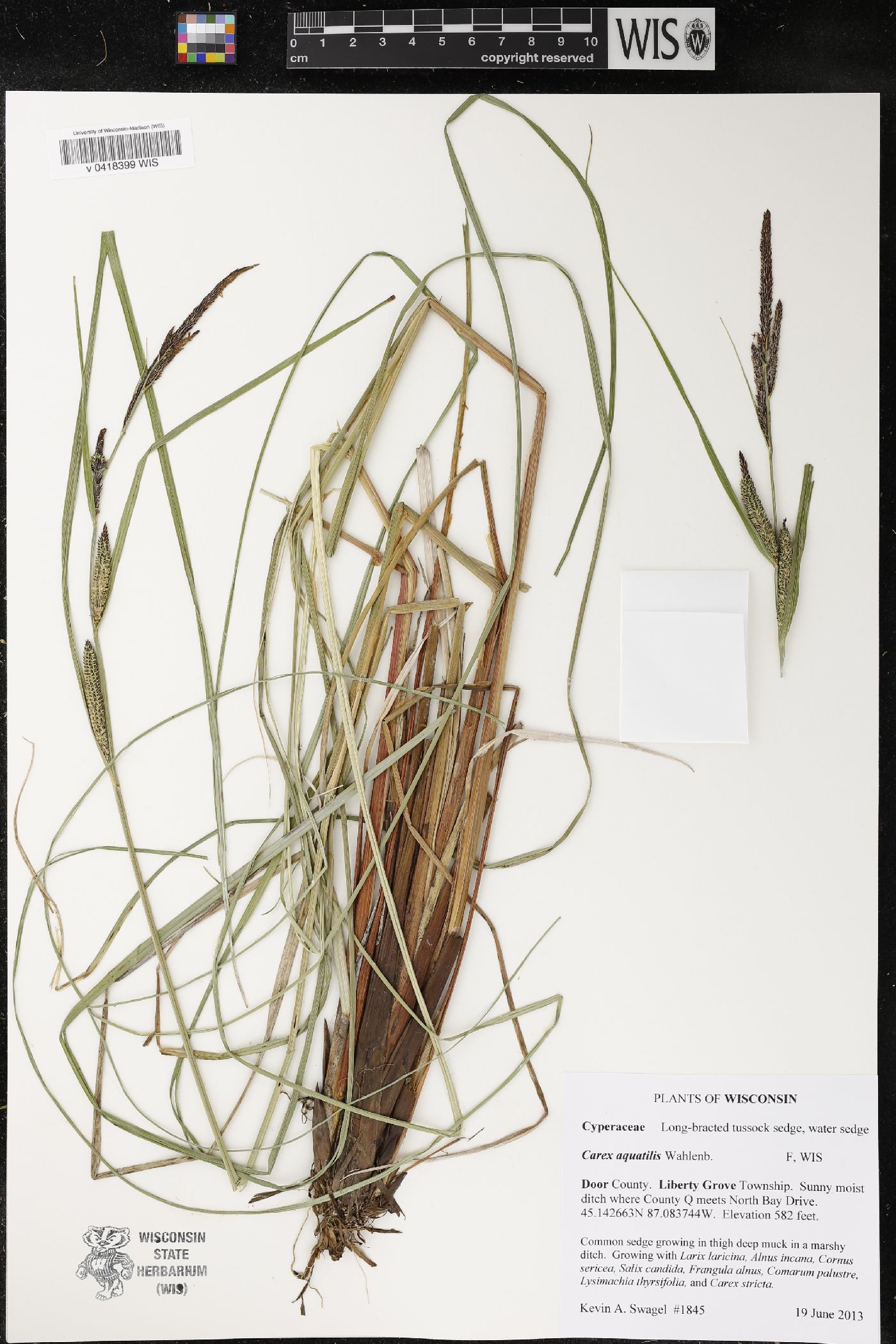 Carex aquatilis image