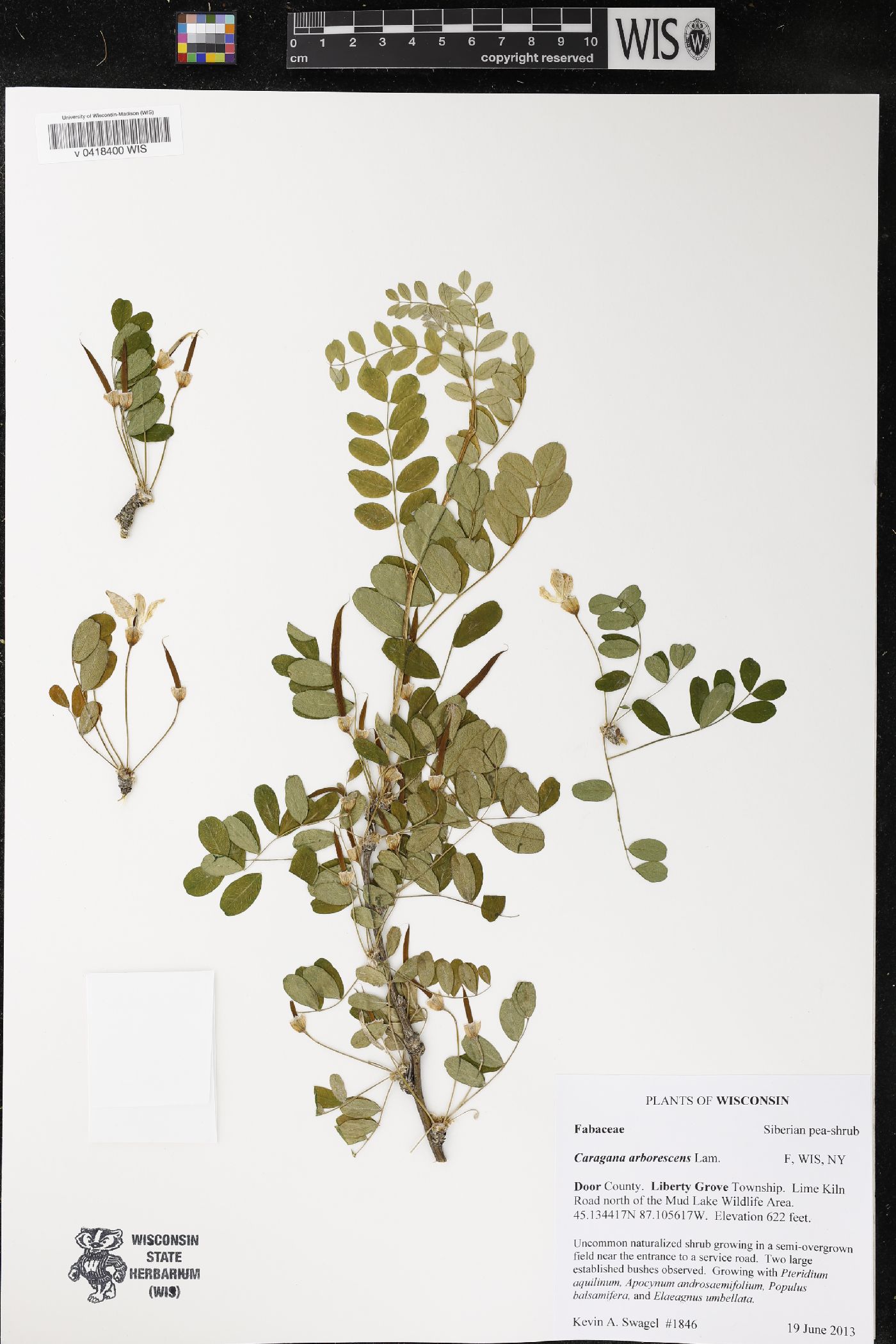 Caragana arborescens image