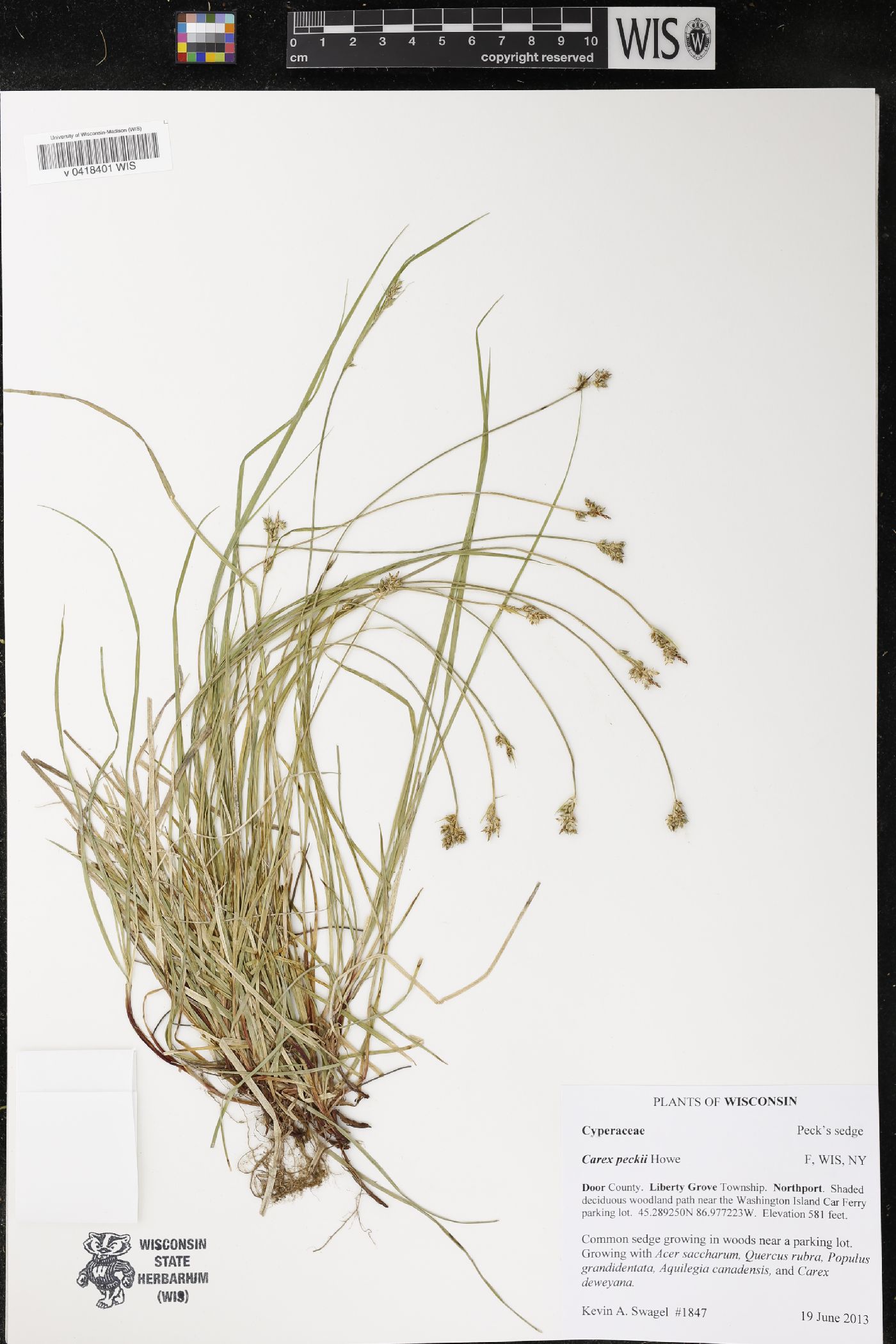 Carex peckii image