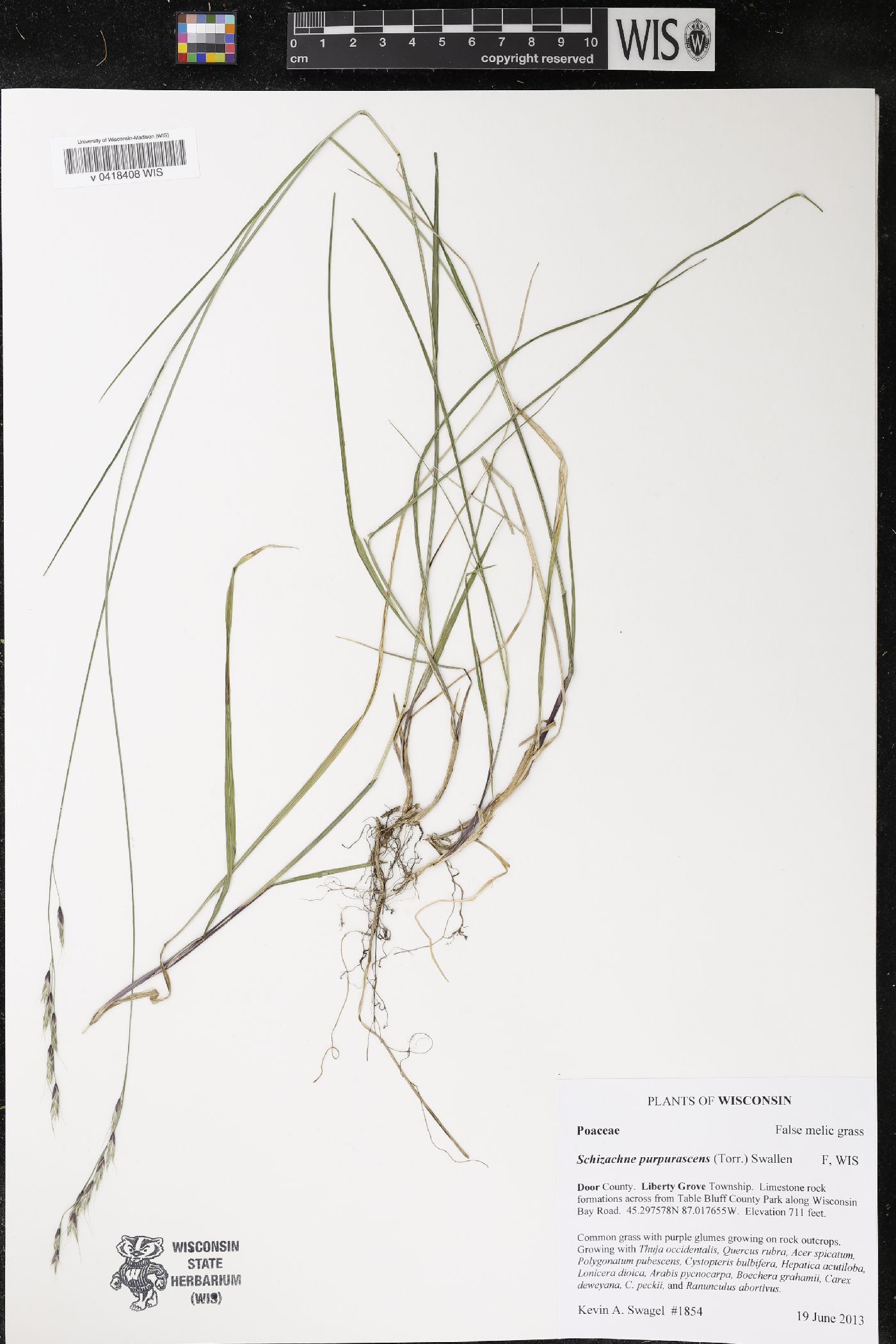 Schizachne purpurascens image