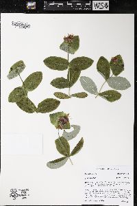 Lonicera dioica image