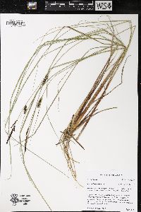 Carex lasiocarpa image