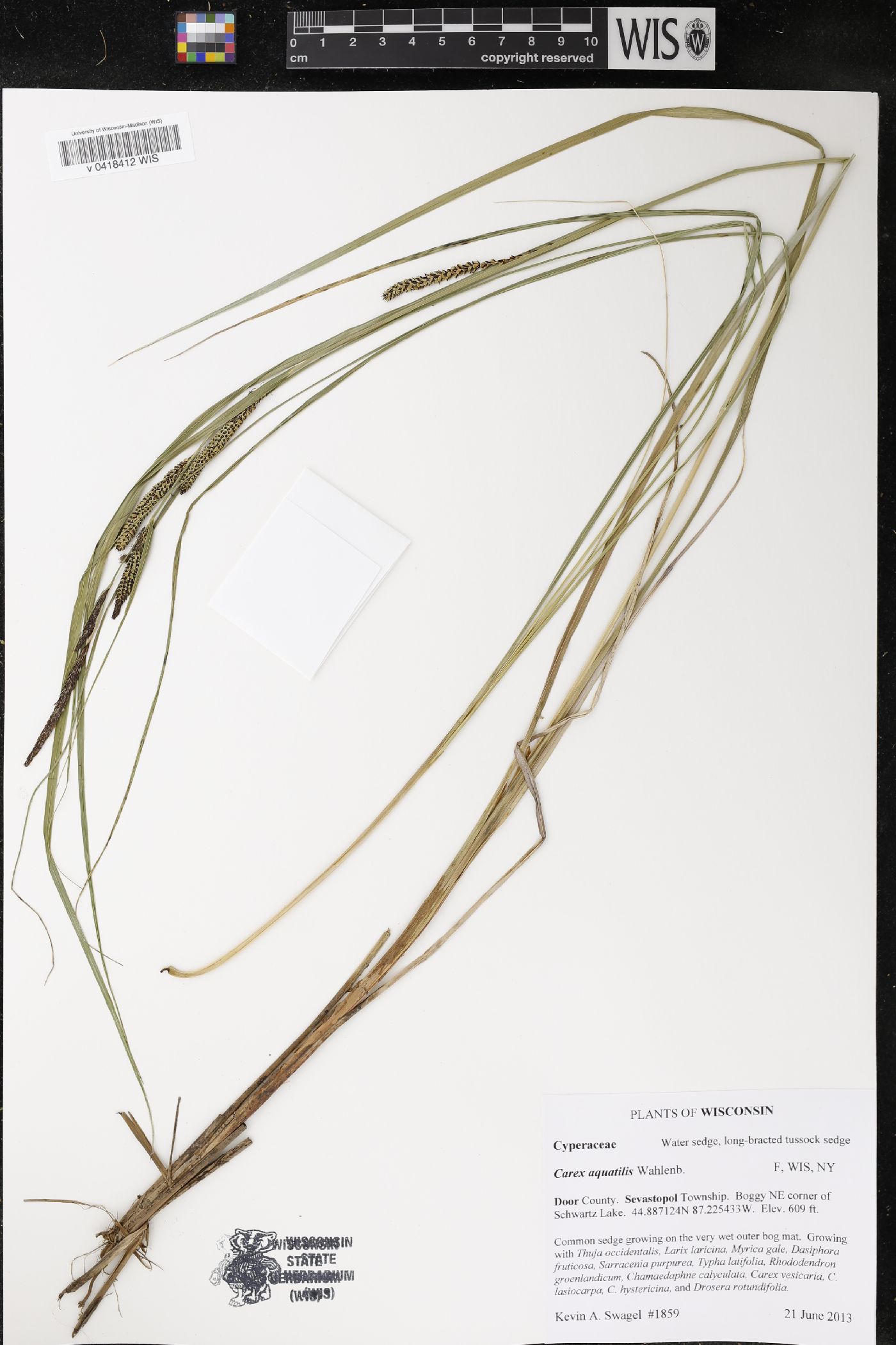 Carex aquatilis image