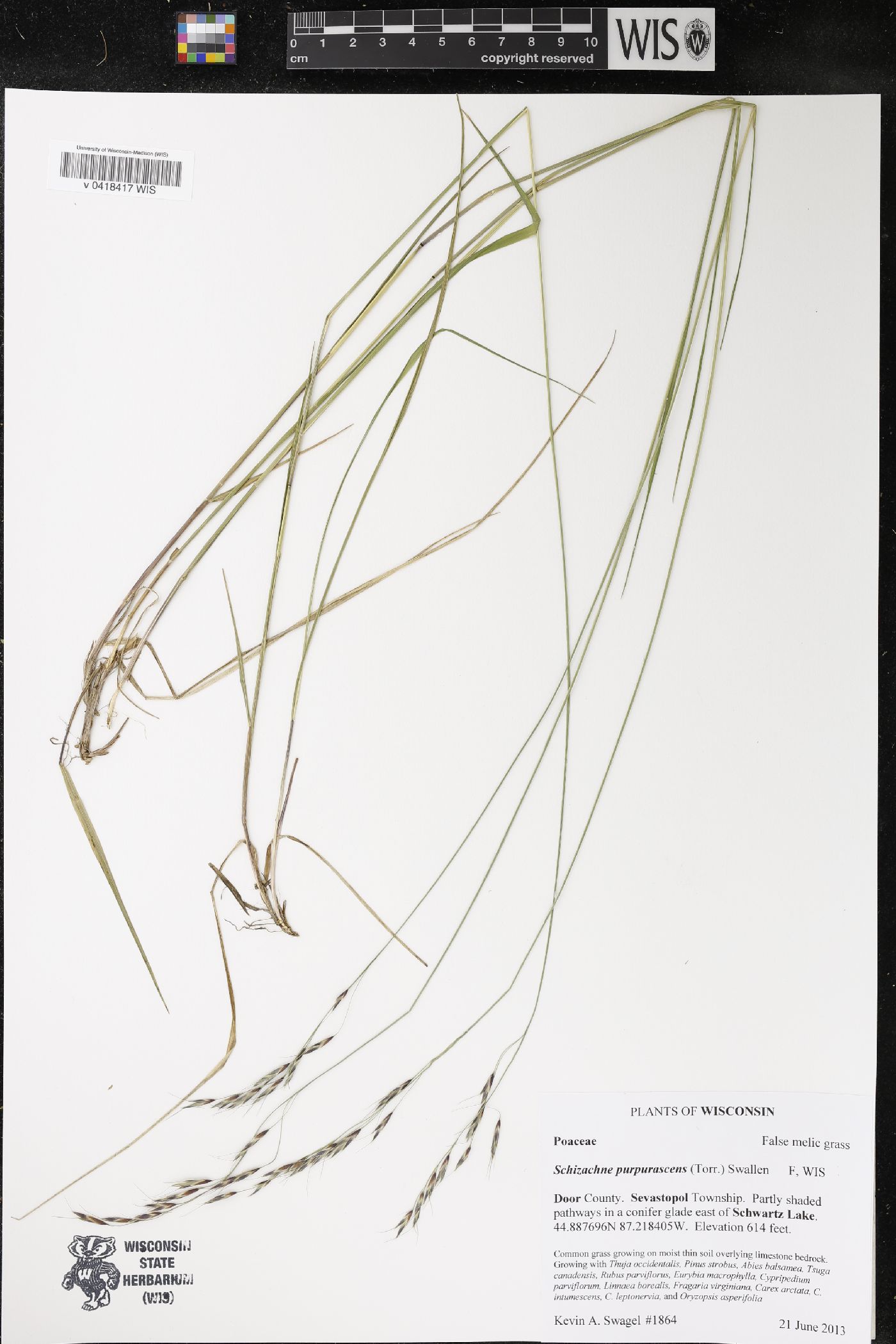 Schizachne purpurascens image