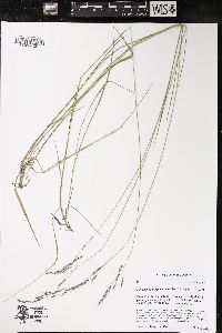 Schizachne purpurascens image