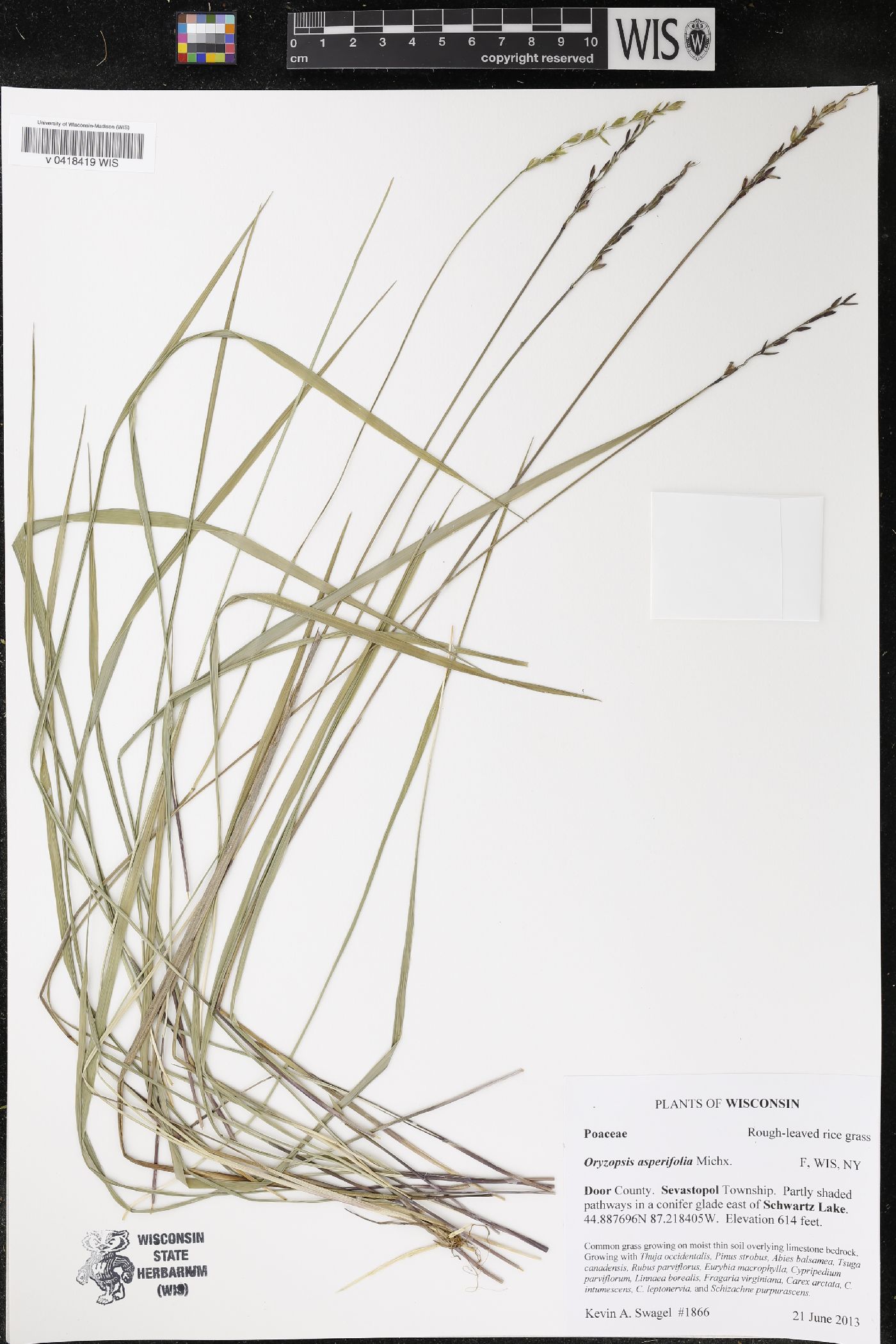 Oryzopsis asperifolia image