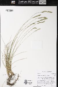 Festuca trachyphylla image