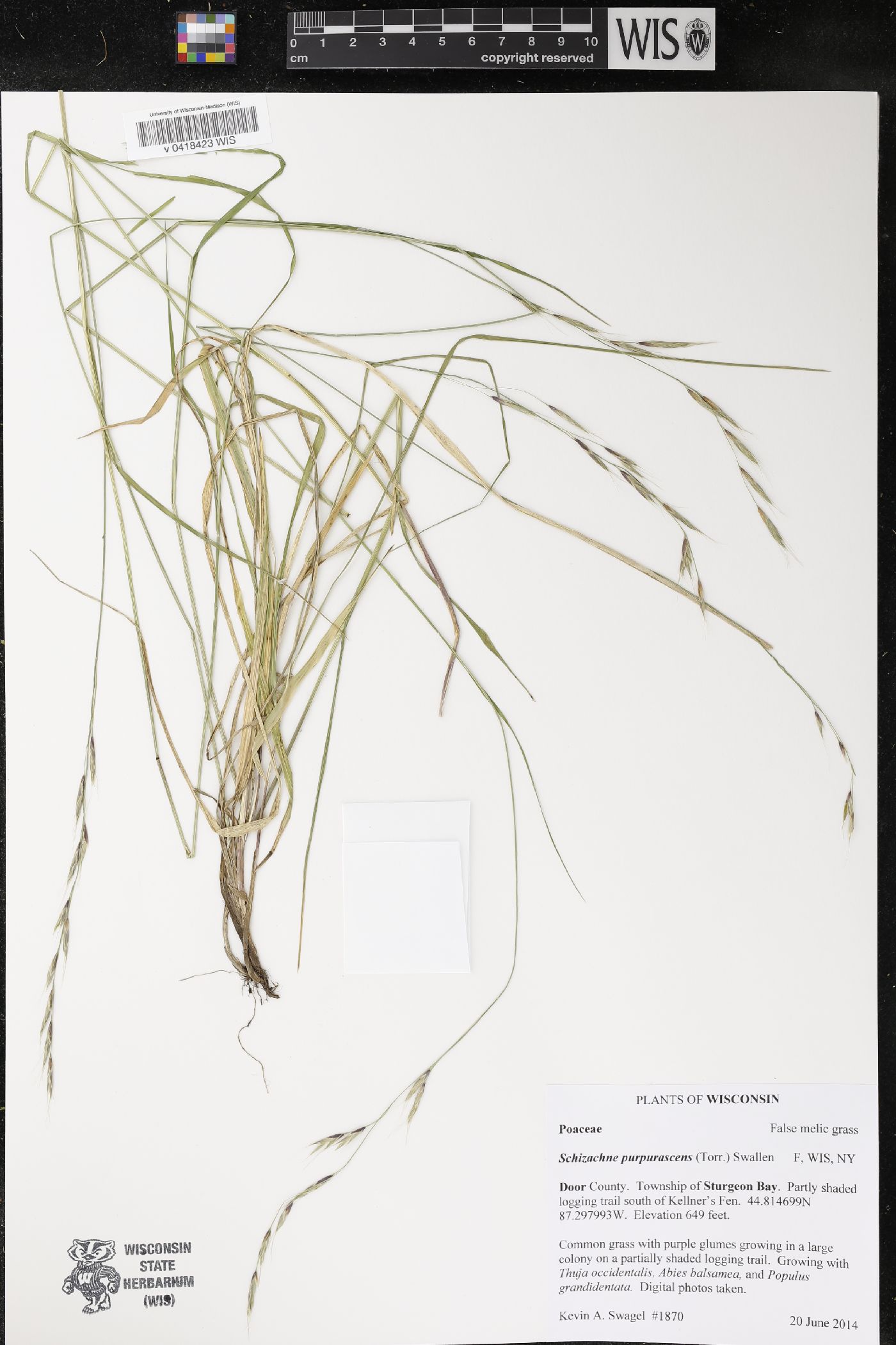 Schizachne purpurascens image