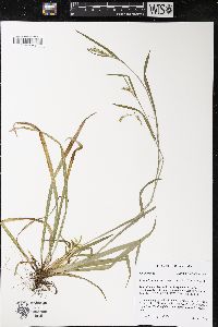 Carex leptonervia image