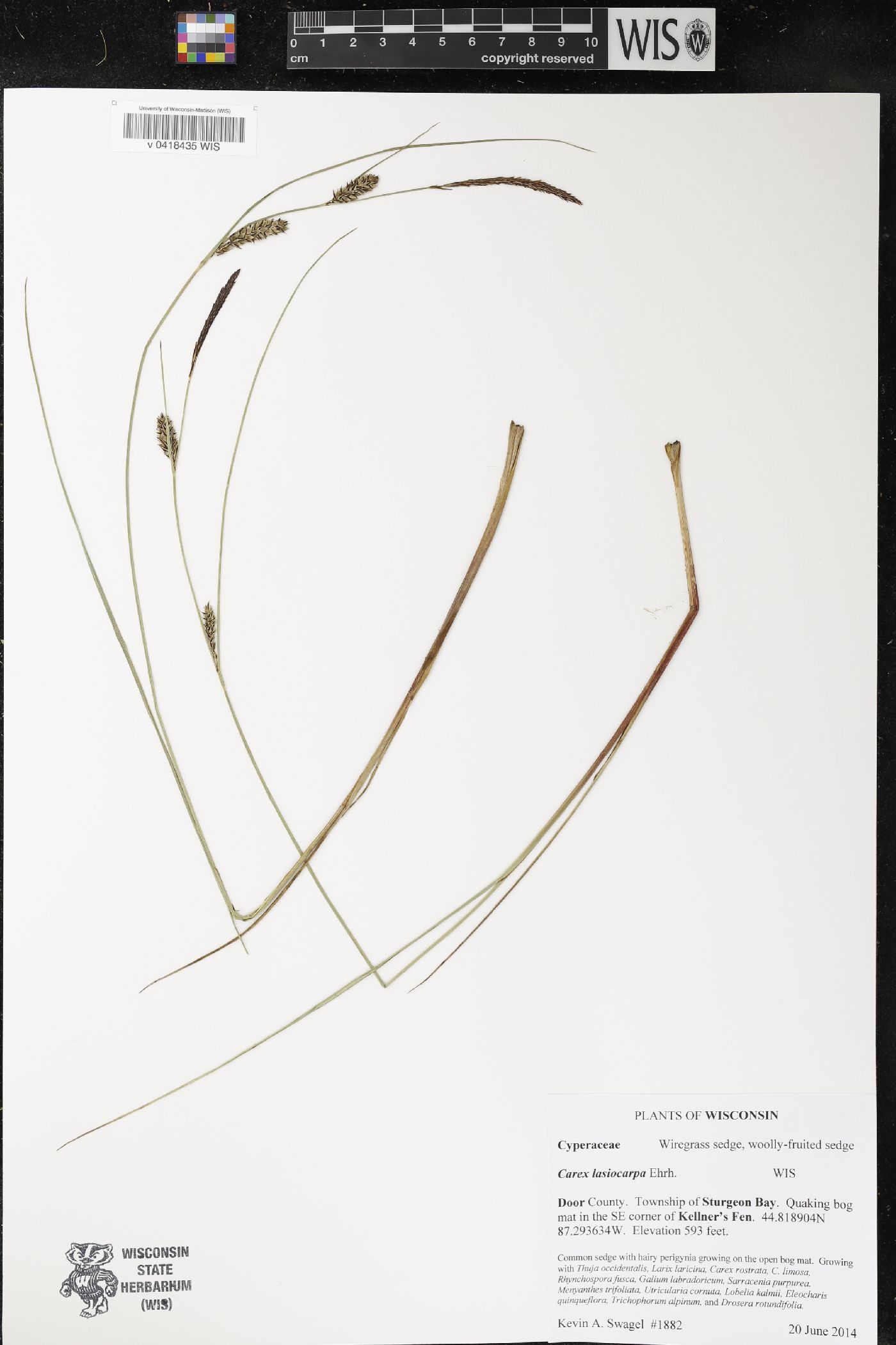 Carex lasiocarpa image