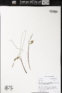 Carex limosa image