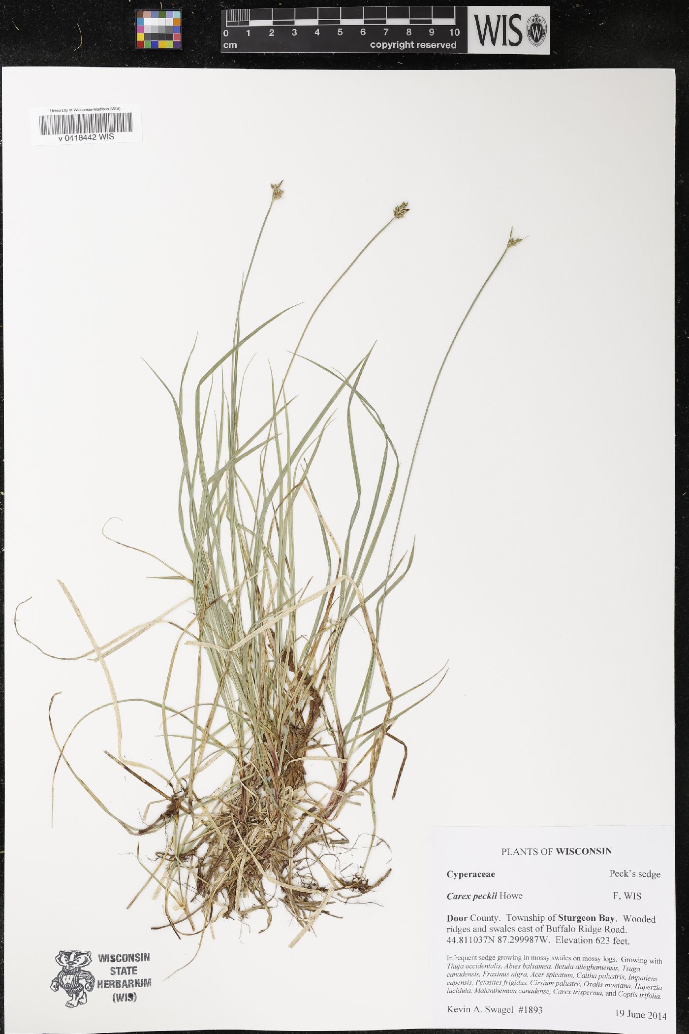 Carex peckii image