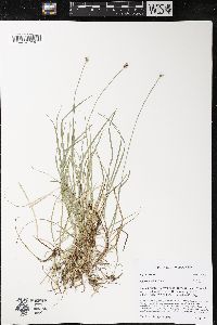 Carex peckii image