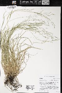 Poa alsodes image