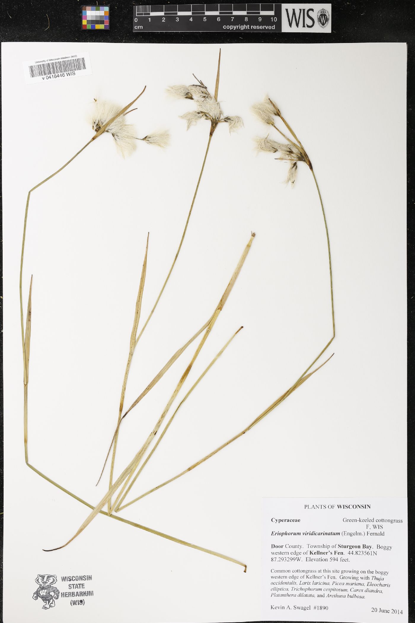 Eriophorum viridicarinatum image