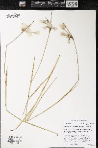 Eriophorum viridicarinatum image