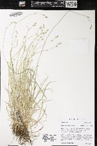 Carex deweyana image