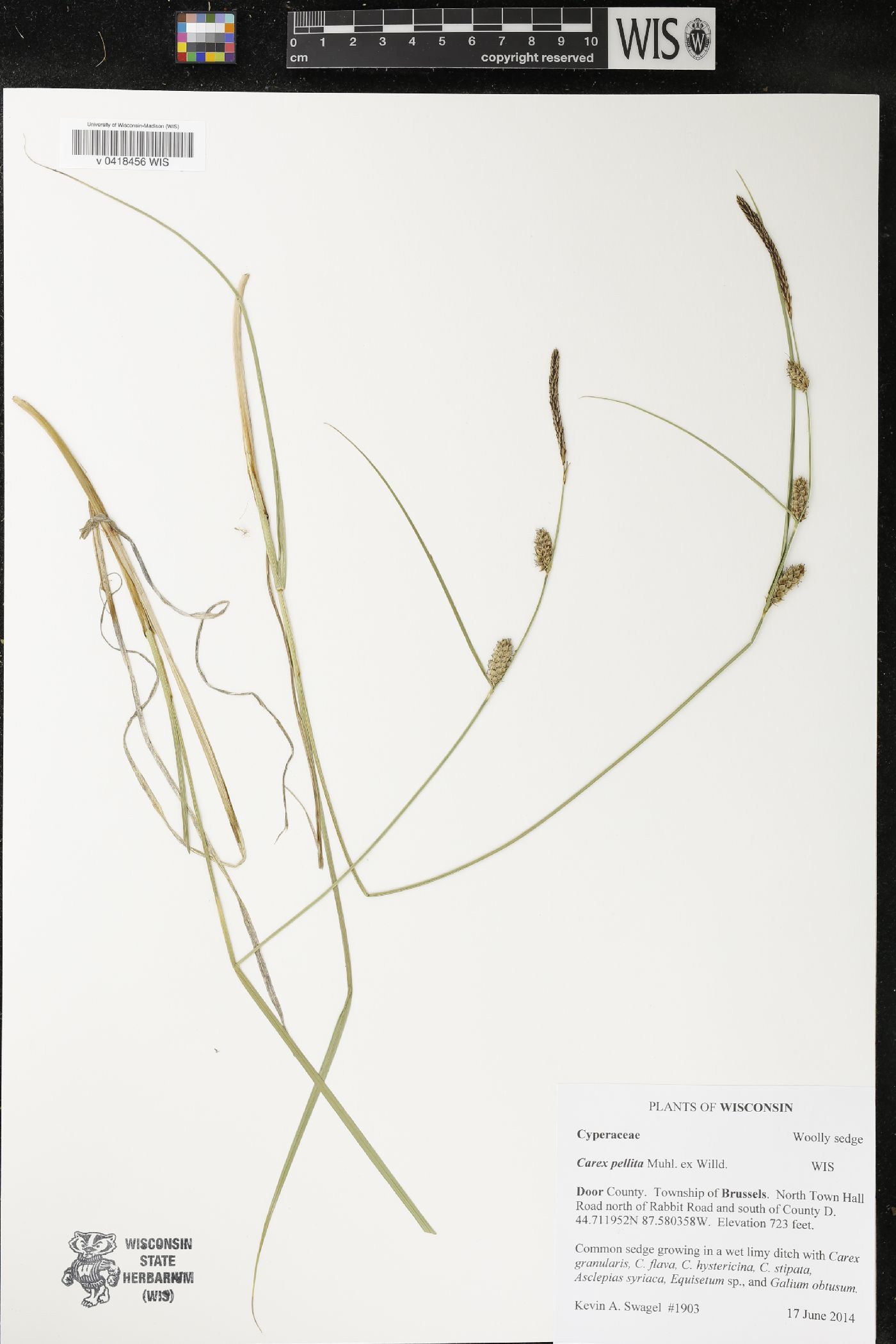 Carex pellita image