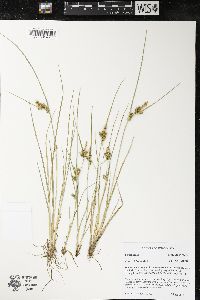 Carex viridula image