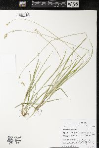 Carex deweyana image