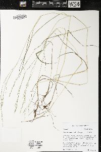Poa saltuensis image