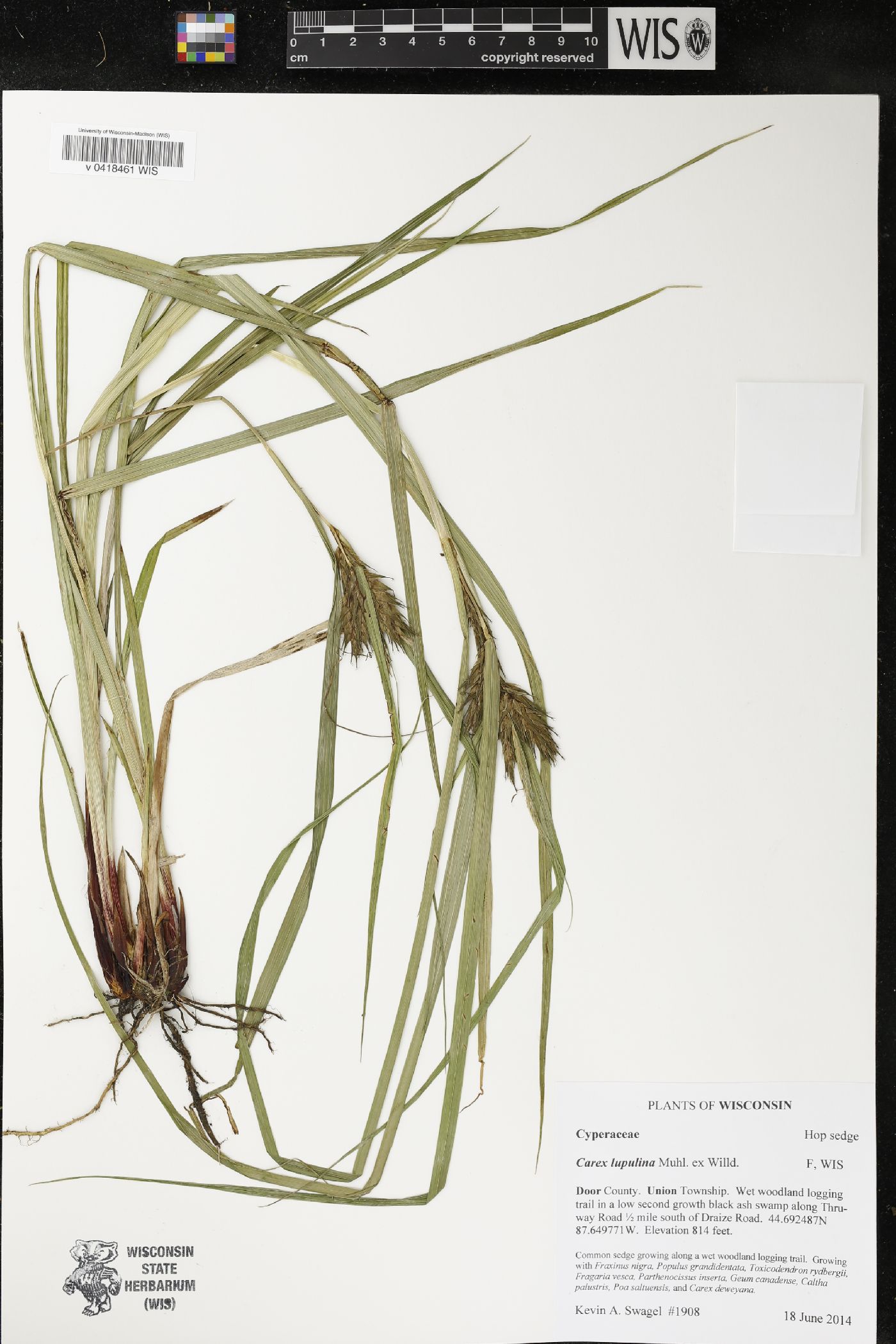 Carex lupulina image