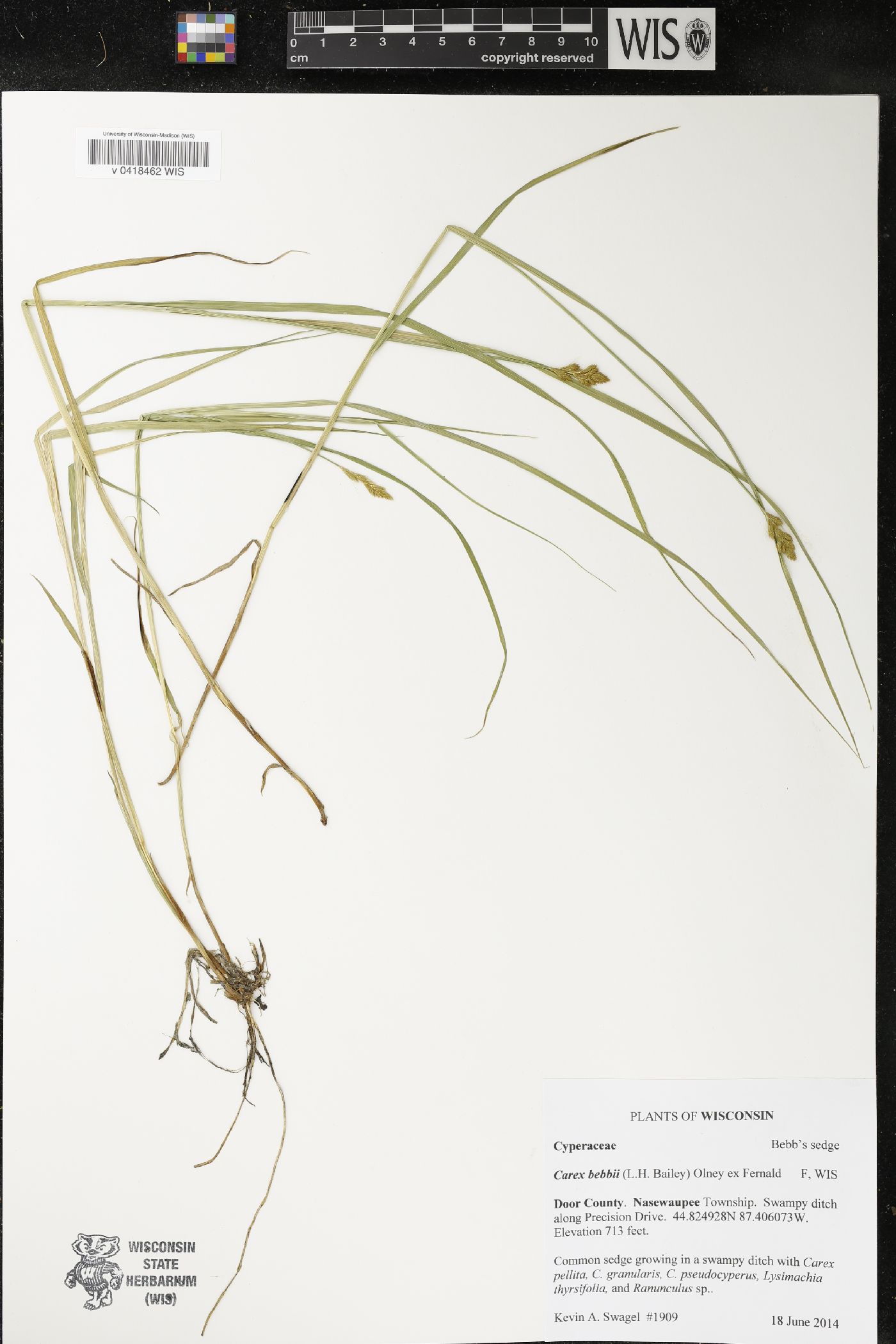Carex bebbii image