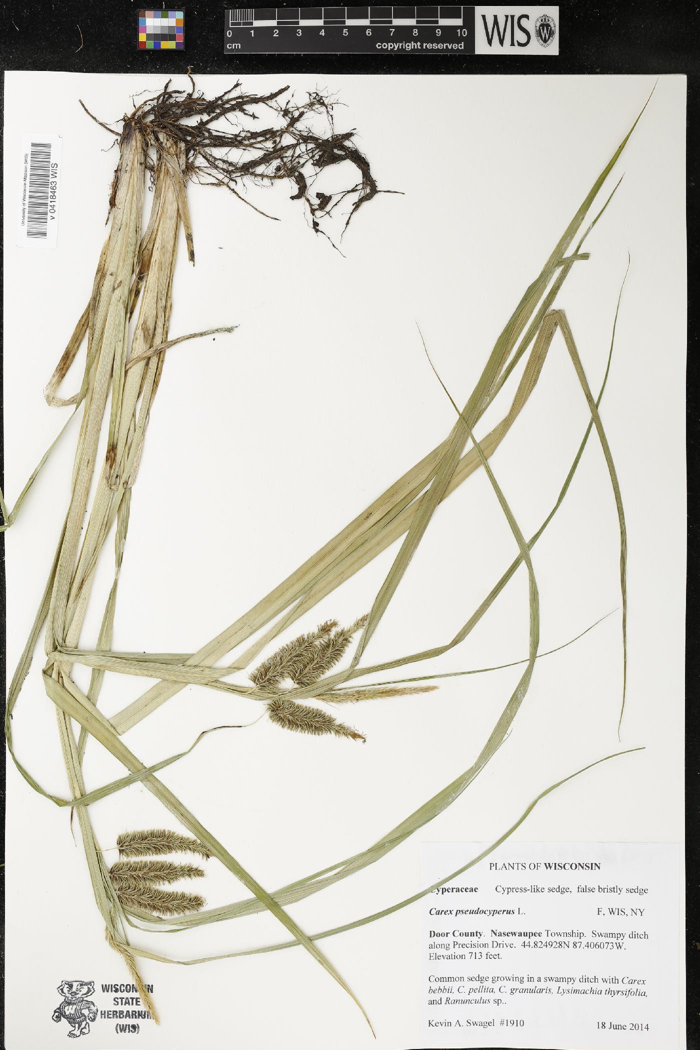 Carex pseudocyperus image