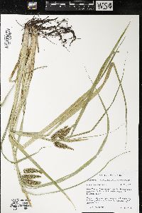 Carex pseudocyperus image