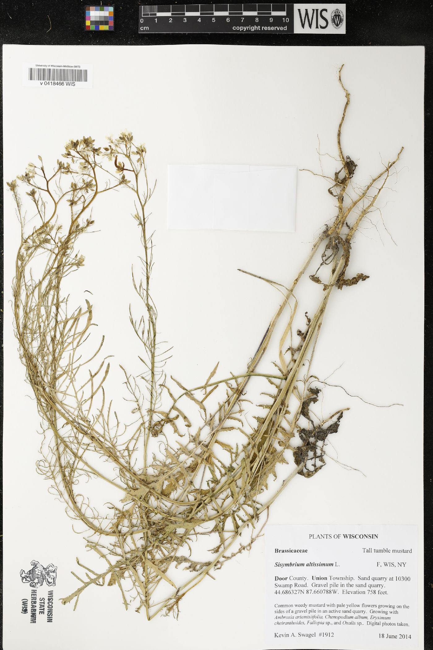 Sisymbrium altissimum image