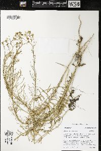 Sisymbrium altissimum image