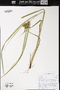 Carex retrorsa image